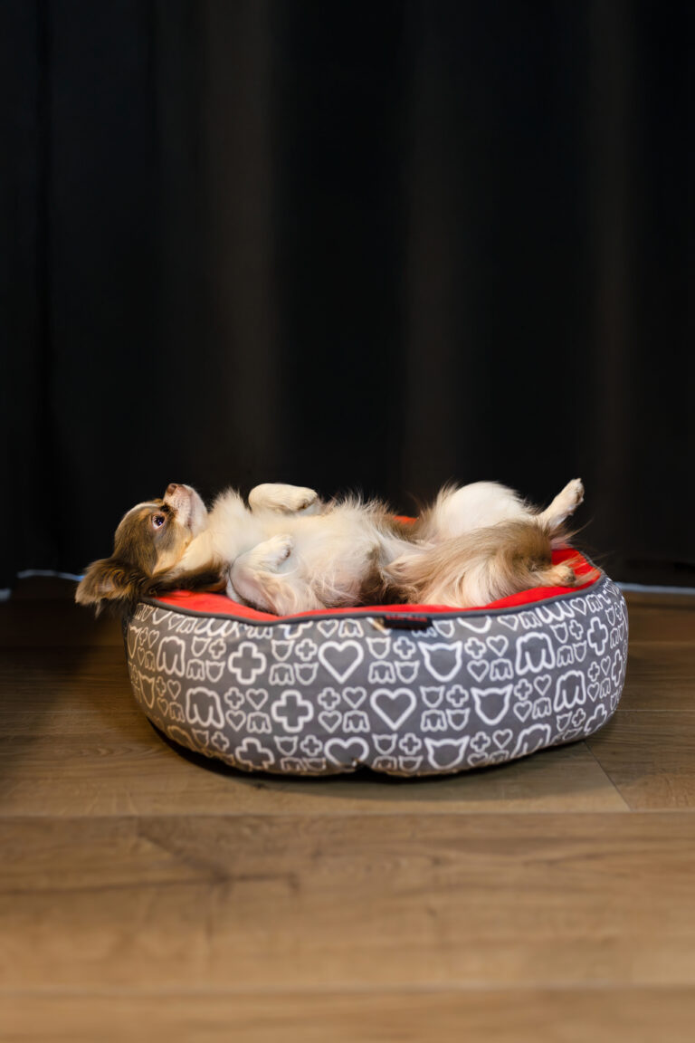 Jak zmieniać karmę w diecie szczeniaka?