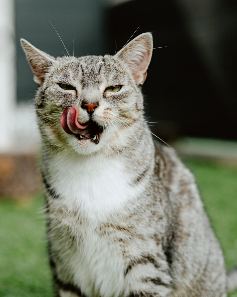 Zdrowa dieta dla kota, jakie produkty wybrać?