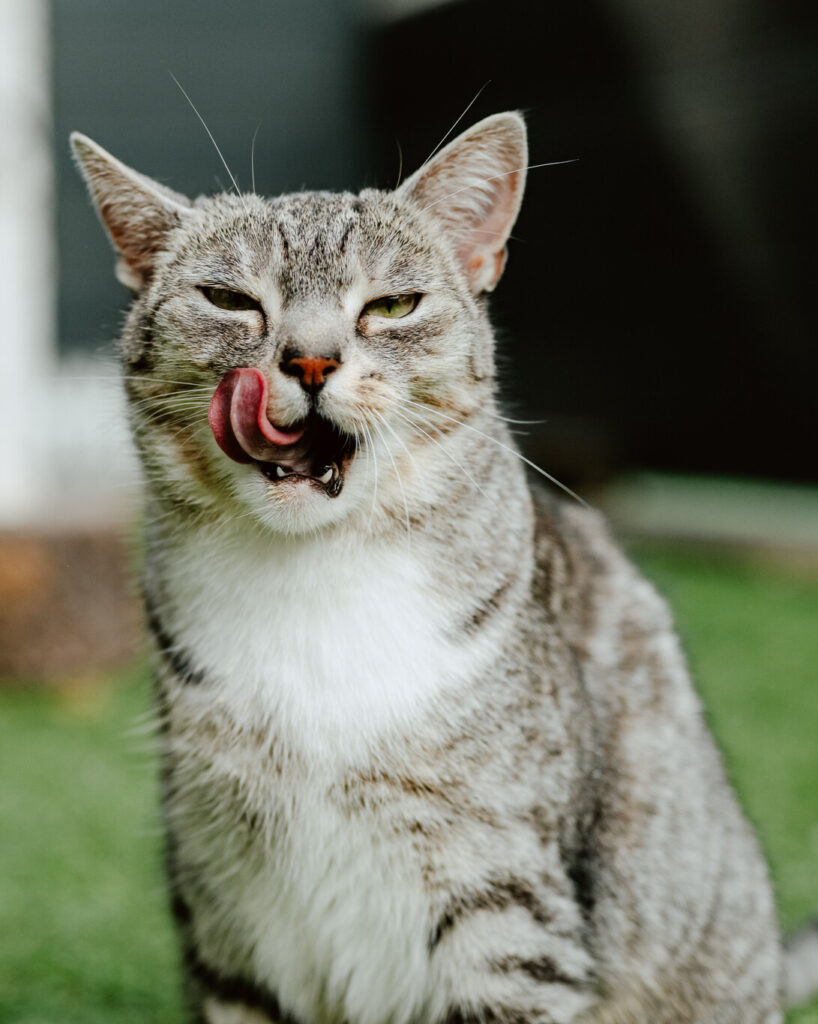Zdrowa dieta dla kota, jakie produkty wybrać?